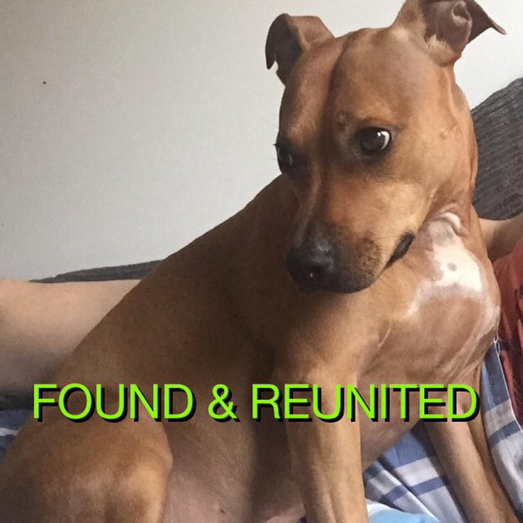 zeusc10_'s tweet photo. Eefa has now been found! She's home safe and well after being taken in by a kind lady. Thank you all for your help RT http://t.co/6XuRbEOgU0