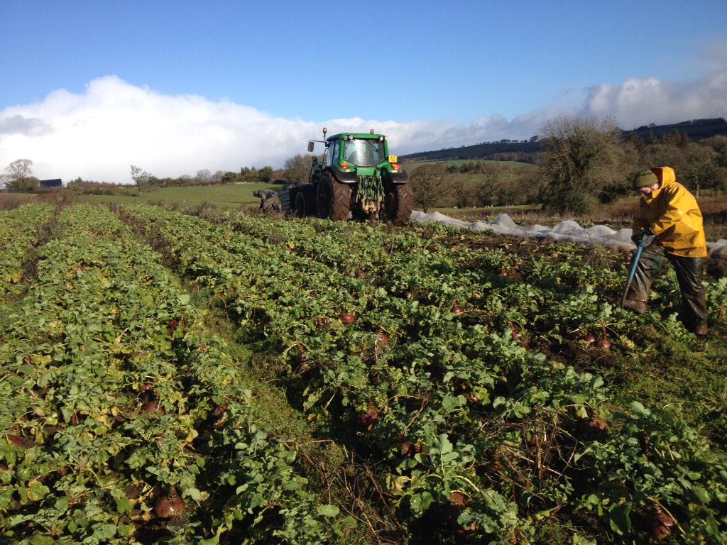 getting down to some good ol' fashioned gleaning on the swede fields at Rushford