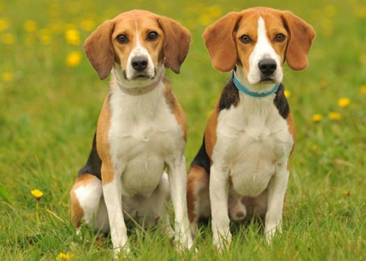 MrMarkFairhurst's tweet image. #Beagle2