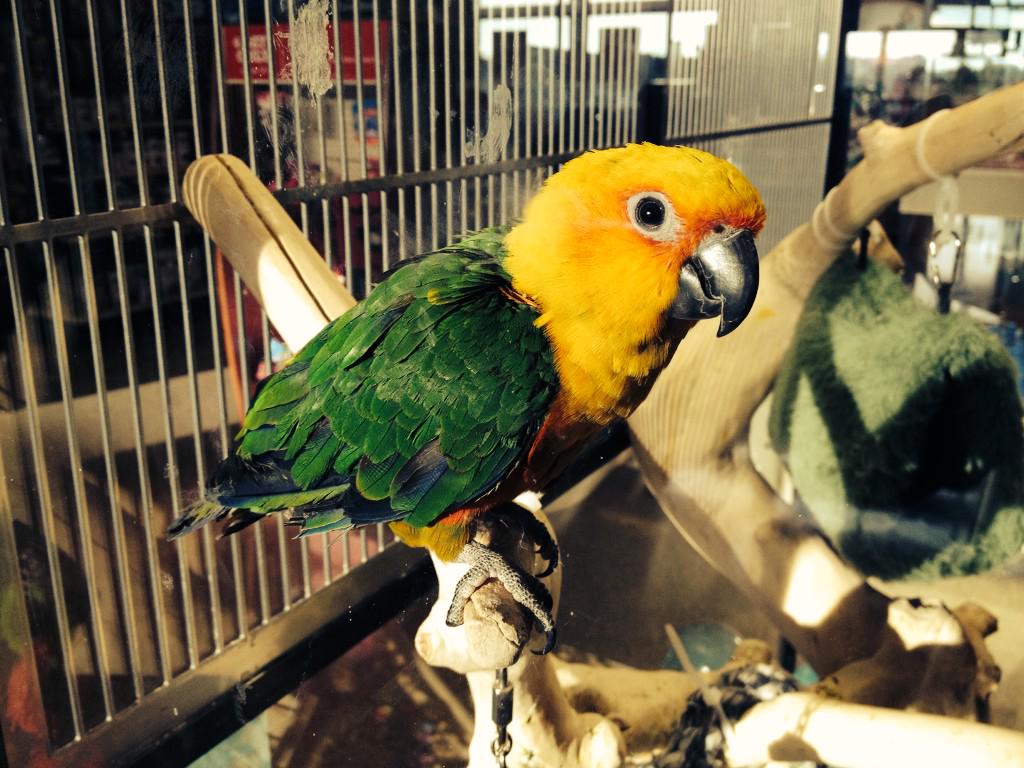 TempleManager's tweet photo. Come #feedthefish and meet the pets in Temple today at 10am!! #inspiredbypets http://t.co/Vygn93r1Ky