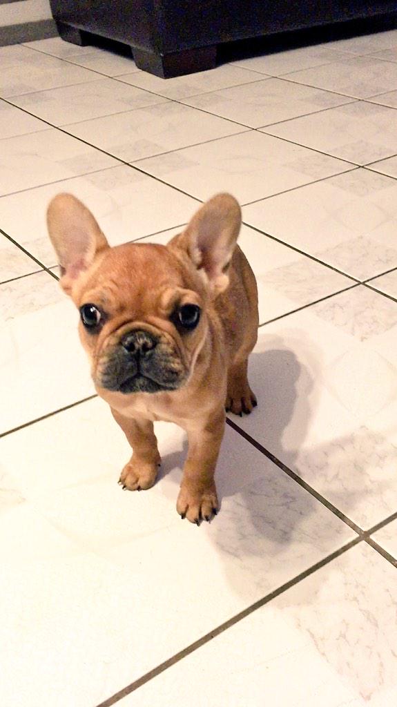 Castro1021's tweet photo. Here she is. Newest member of #TeamCastro :D

FRESH/PACK PULLED/FIRST OWNER!

#ShesCuteButGassy #DontBeFooled http://t.co/5RlXkRgXym