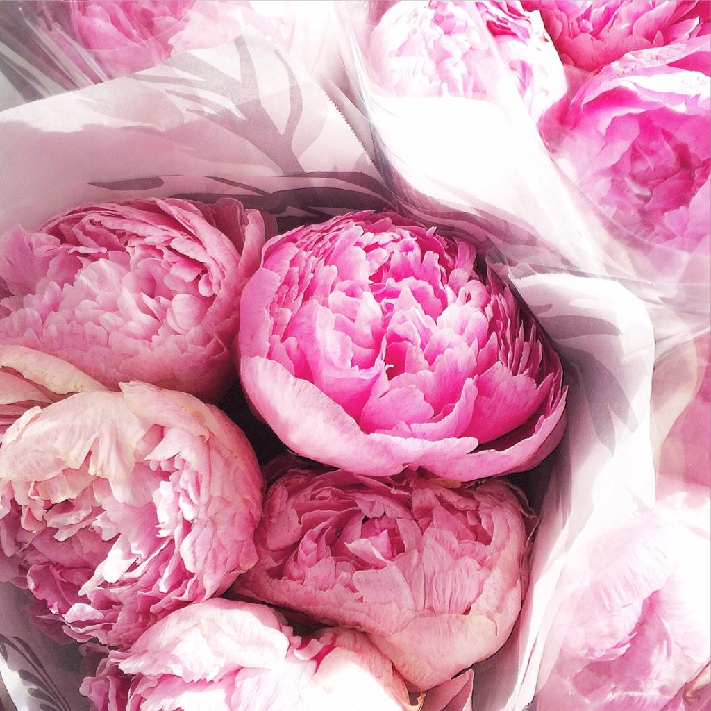 Scentorialist's tweet photo. #PINK: the most beautiful #peonies @Bliss_Flowers | #Dubai #flowers http://t.co/GjzShHkW7v