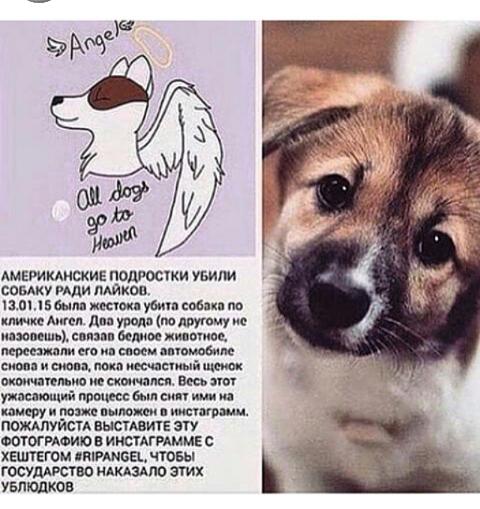4531191's tweet photo. Мерзкие безмозглые американские
ублюдки! 
#ripangel 
#RipHappy 
#Ripcat 
#ripcat2 
#Ripcamel 
#Ripelephant http://t.co/KuoWjZfX2z