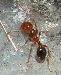 ヒアリに寄生し脳をのっとる 生物農薬 ゾンビバエ 地球ドラマチック 2ページ目 Togetter