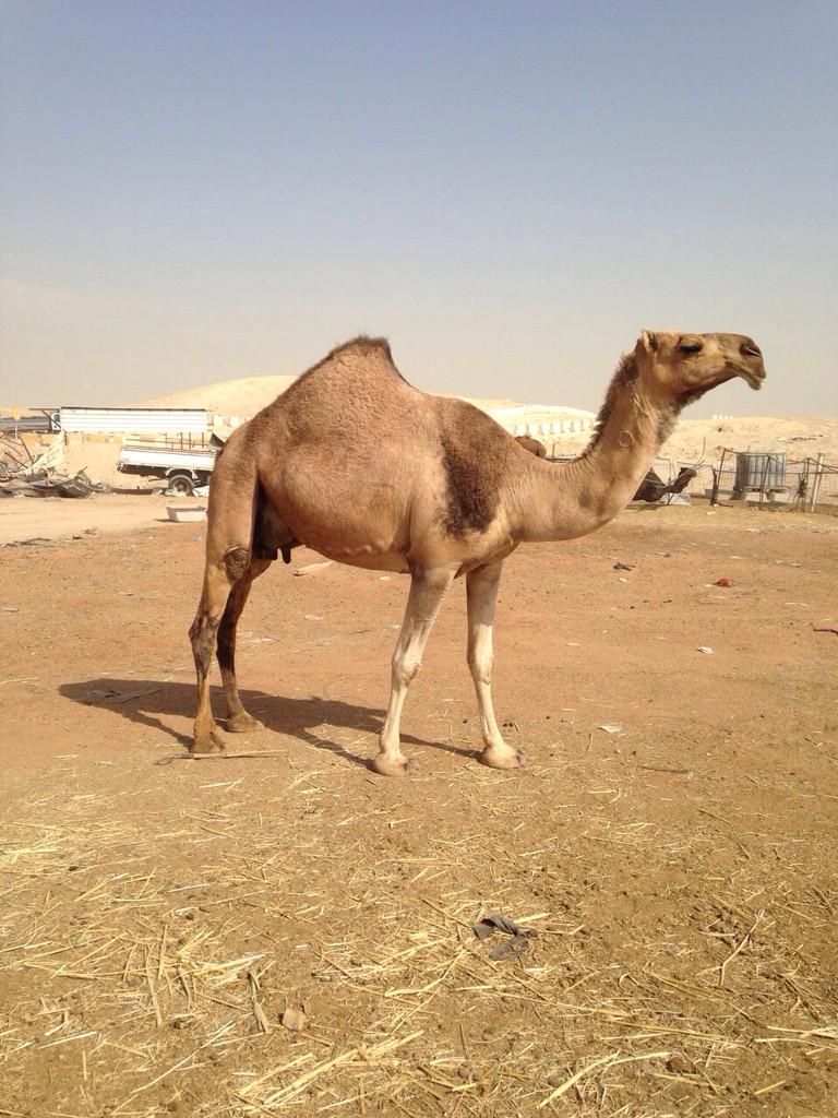 19Sub's tweet image. @19Sub: خلفة حمرا كفو. تحتها قعود كفو  السن ام ثالث جوال ٠٥٥٥٢٨١٩٠٢ http://t.co/ozvg4mya13@alabeel1234