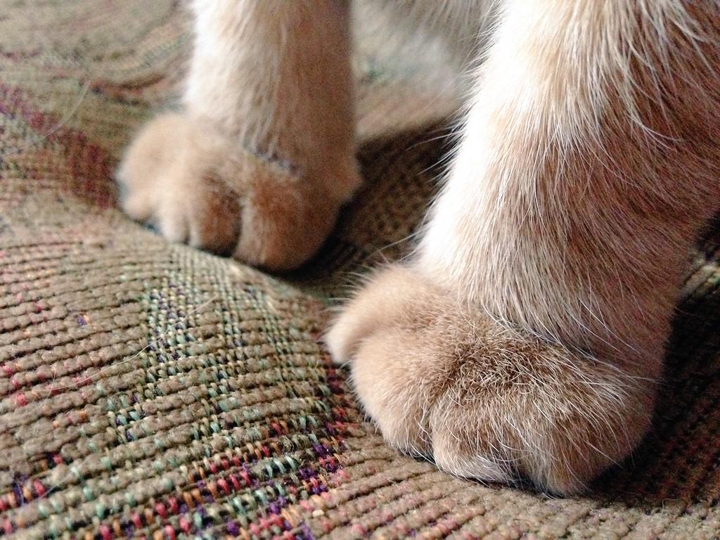 My tiny feet. They are so sore because my guardians that had me b4 my mom &amp; dad declawed me. Claws stay in the paws.