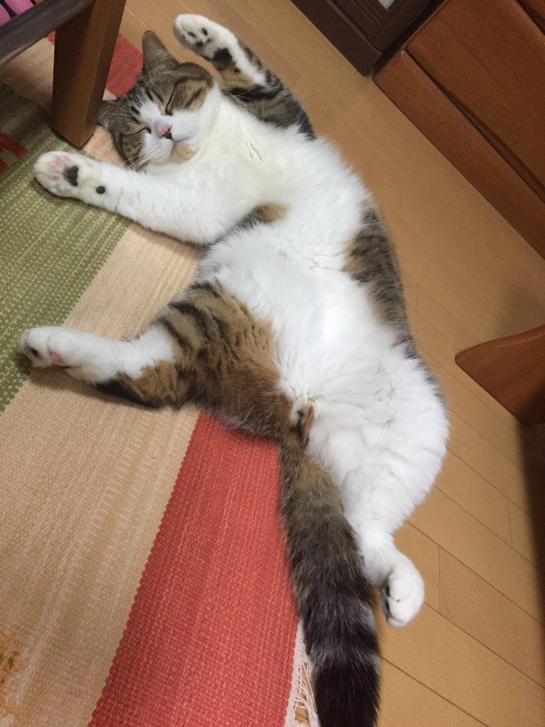gizmo_kawaii's tweet photo. バンザイ寝 http://t.co/ng8rJ8CkcG