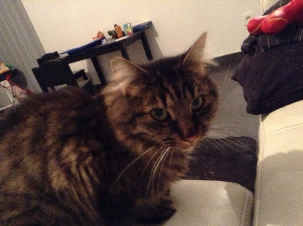 InaStip's tweet image. 