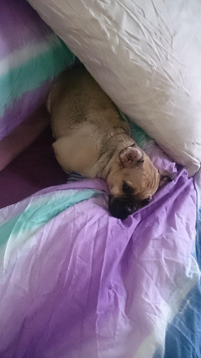 LouieThePug's tweet photo. #dollythechug not wanting to get out of bed http://t.co/VfOacbNB5e