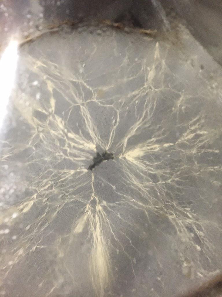 ICONBrewing's tweet photo. Looks like lightning. Yum http://t.co/MJJJls6q1S