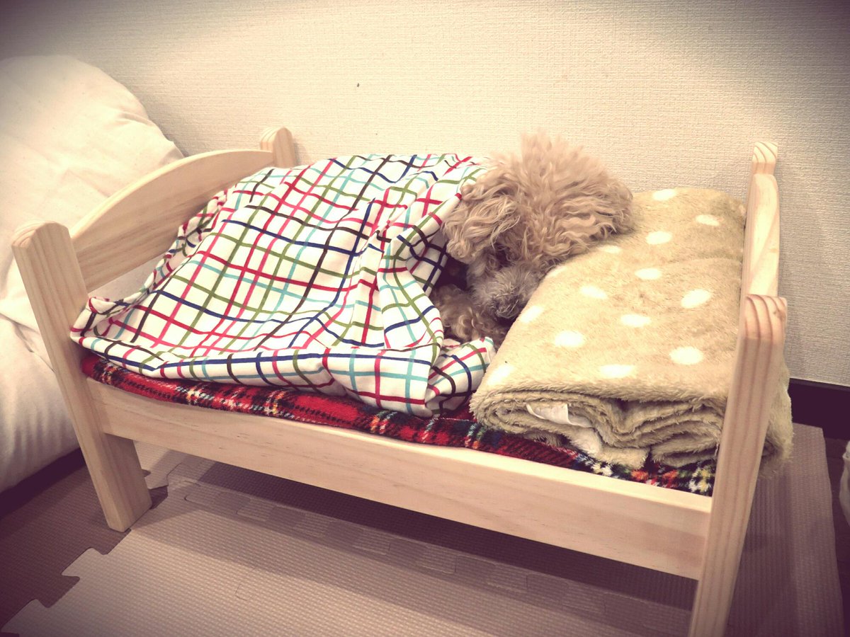 根本泰成 Yasunari Nemoto 巷で話題になってるikeaの人形用ベッド うちの老犬 すやすや寝てます Http T Co U2hhmmnhxo Http T Co 2qzdujwifs Twitter