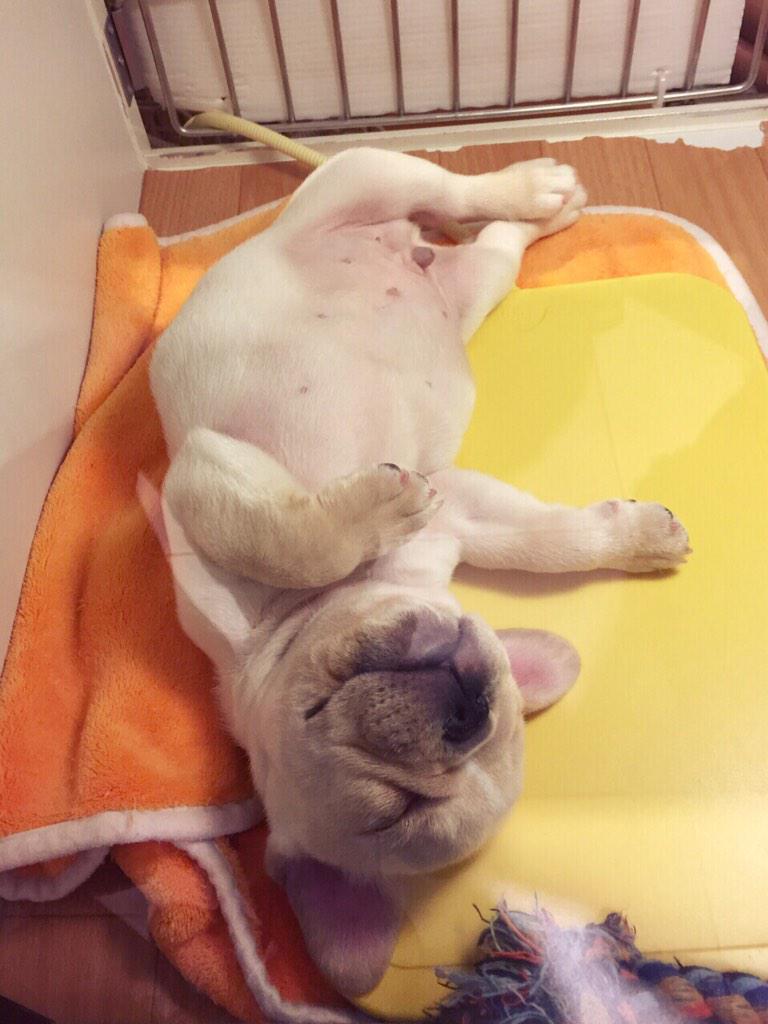 Chay リハーサル後にららぽーと豊洲のペットショップへ こんな無防備に眠っている子犬が可愛すぎてずっと見てたかったー コジのオモチャとおやつを購入 そういえばららぽーと豊洲は I Am のリリースイベントぶりだ Http T Co 9euc2wkkbp