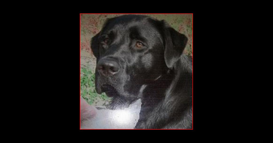 ☺ HERENIGD! HOND BROES (chip) reu, zwart, labrador #ASSEN #DR Kloosterveen #DHver 17/1/15  facebook.com/DeHerenigingDr…