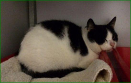 GEVONDEN: KAT
kater, zwart/wit #PESSE #DR Veldbrake #DHgev 9/1/15 (al langer daar) facebook.com/DeHerenigingDr…