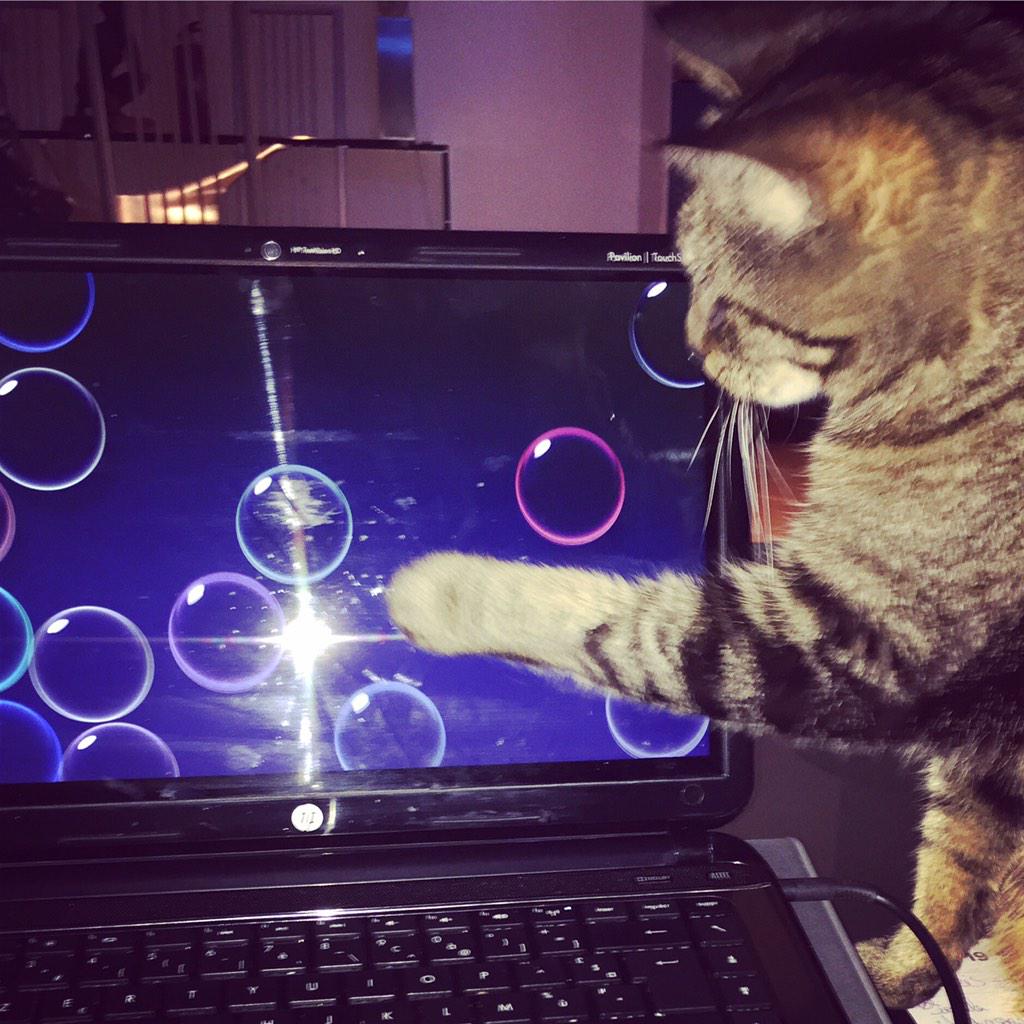 sandrineL78's tweet photo. Quand bamboo essaie d'attraper les bulles du pc #chat #geek #informatique #lavieestbelle #instacat #cestmonchat http://t.co/NqaSjzXZom