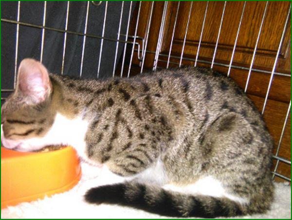 GEVONDEN: KAT
kater, cypers/wit #HAVELTE #DR Korhoenweg #DHgev 11/1/15 facebook.com/DeHerenigingDr…