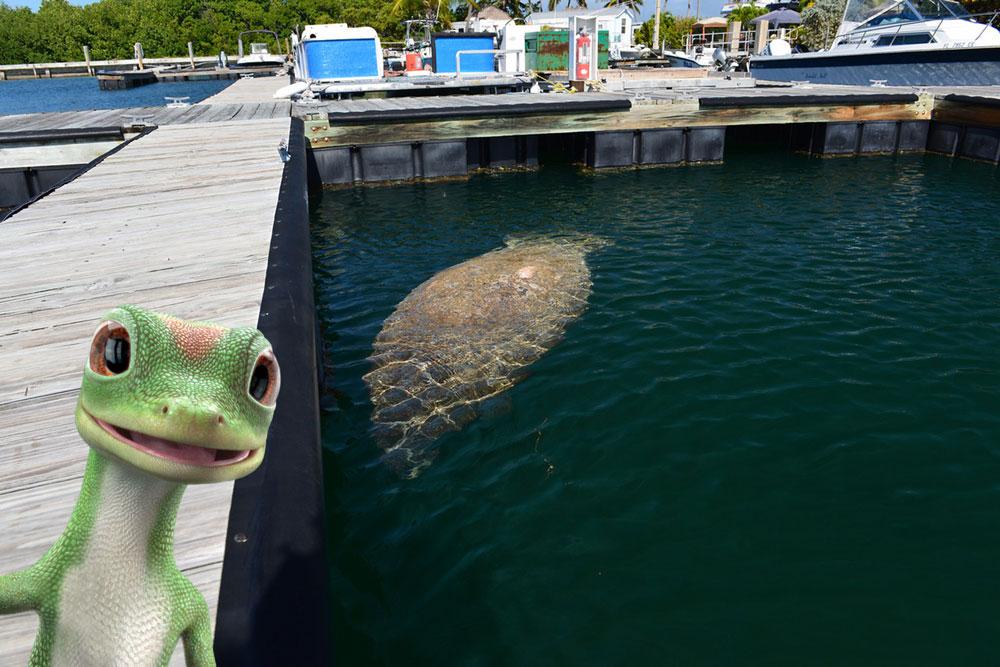 TheGEICOGecko's tweet photo. What did the excited golfer say? Oh man, a tee! #PunFun #SunshineKey @ThousandTrails http://t.co/RVmIvtxQUQ
