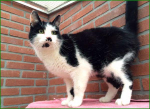 GEVONDEN: KAT
ex-kater #OUD_ANNERVEEN #DR Tolweg #DHgev 10/1/15 (liep al langer bij melder) facebook.com/DeHerenigingDr…