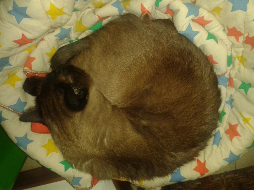 #bartolomeo #tonkinese #sport #medagliaoro