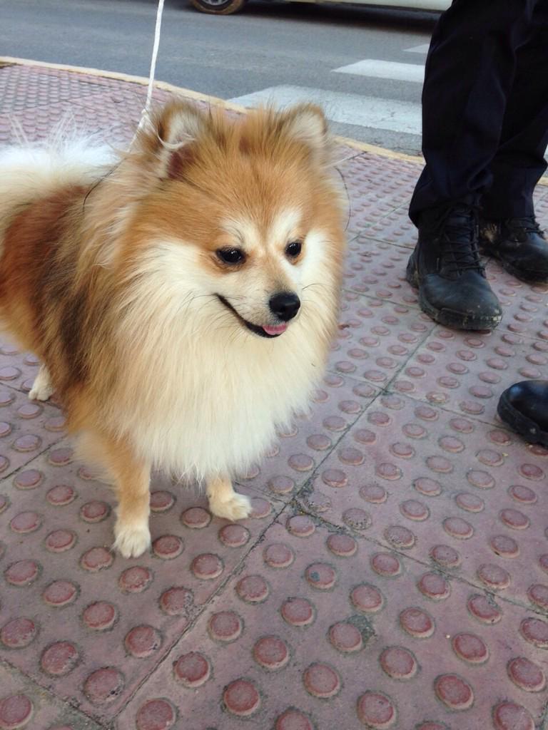 FranCara86's tweet photo. Pomerania encontrado en la zona del pabellón de El Ejido. Entregado a la policía local @PoliciaEjido092 Retuit porfa http://t.co/1sJBAridbj