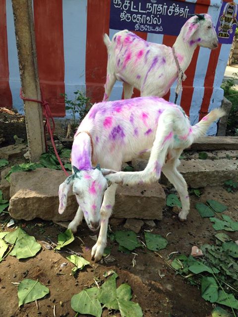 SPORTIFS2015's tweet photo. @defimonde Ici, on peinture nos chèvres!  #pleinsdecouleurs #Inde http://t.co/h6uszCexNJ