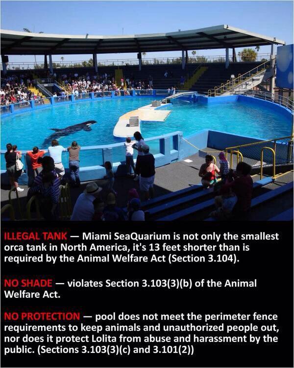 TheOrcaProject's tweet photo. #Blackfish #Lolita: Facts, Legal Issues &amp; How To Get Her Home.
http://t.co/aFQpAj6uGd 
#MarchForLolita
#EmptyTheTanks http://t.co/ts8LsBNhKM