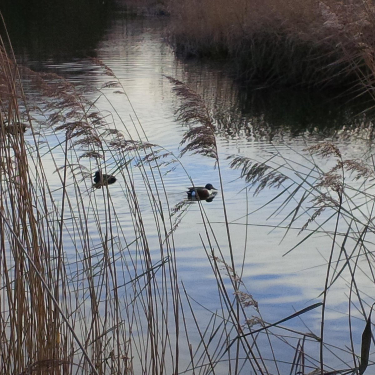 WayofthePhoenix's tweet photo. 3/52: @WWTLondon. Cold winter afternoon, still lots to see in the fading light. #52wksof #London http://t.co/kfY1Jgy8wk