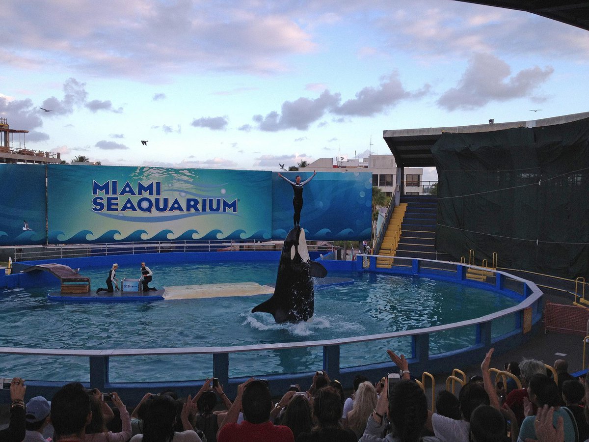 BrendaSPeterson's tweet image. MARCH TODAY FOR LOLITA huffingtonpost.com/brenda-peterso…
#oceanwire #orcaproject @jeffrey_ventre Will post pics of Alki March