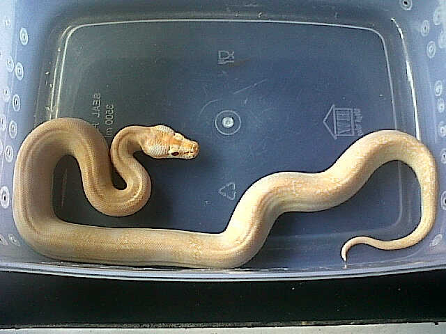 nyambekkk's tweet image. Nabung ah....buat beli yang kyk gini #GranitAlbino #PythonMolurus