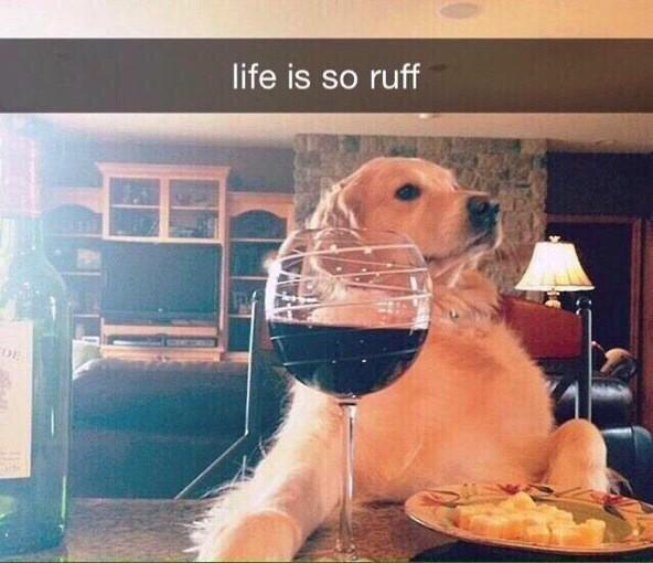 ASAPTheGame's tweet image. 😂 #dog #banterzone #wine