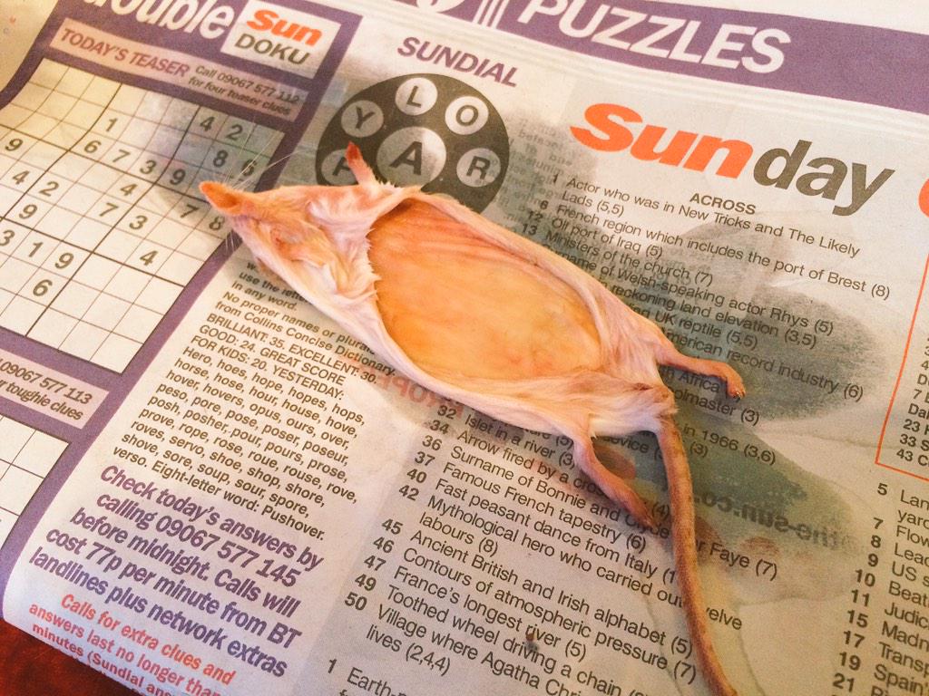 Embedded image permalink