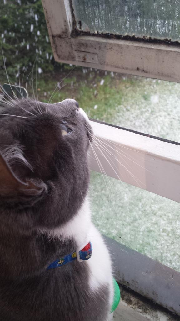 MasterMaximus's tweet photo. Today I watched the snow fall http://t.co/ZZkHMn5Z8r