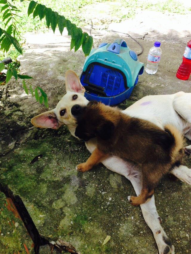 Brandon_Swiss tweet media