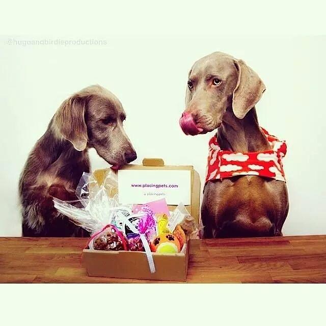 PlacingPets's tweet photo. #Signup today - http://t.co/JycLsCudIa - for your chance to #win a #PlacingPets pack &amp; get 100% #Free #PetSitting ! http://t.co/L9KRAH6Rkk