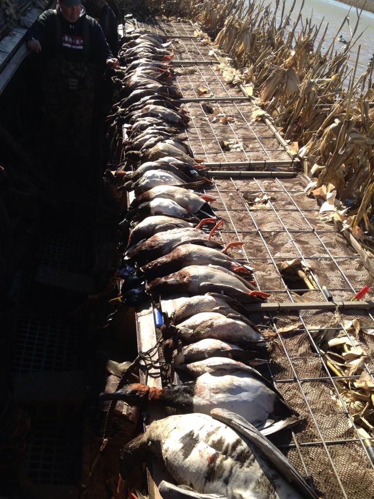 GregHalterman's tweet photo. 8 full limits today @bocwin1 @FloydHalterman @BandedTWG @KeithPAllen @Chalterman_20 @dpcoppage @testanley2010 http://t.co/edIAwGCT2m