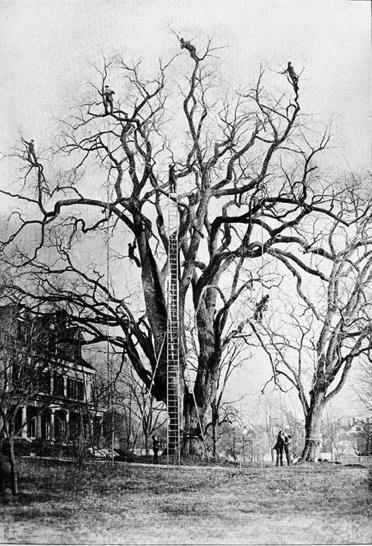 #Extreme #tree pruning before the age of bucket lifts . #landarchzone #landscape