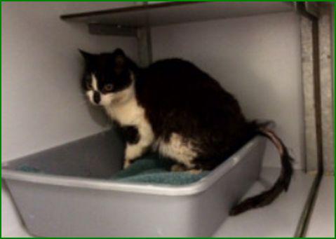 GEVONDEN: KAT 
ex-kater, zwart/wit, ziekjes #NORG Baltinge #DHgev 10/1/15 facebook.com/DeHerenigingDr…