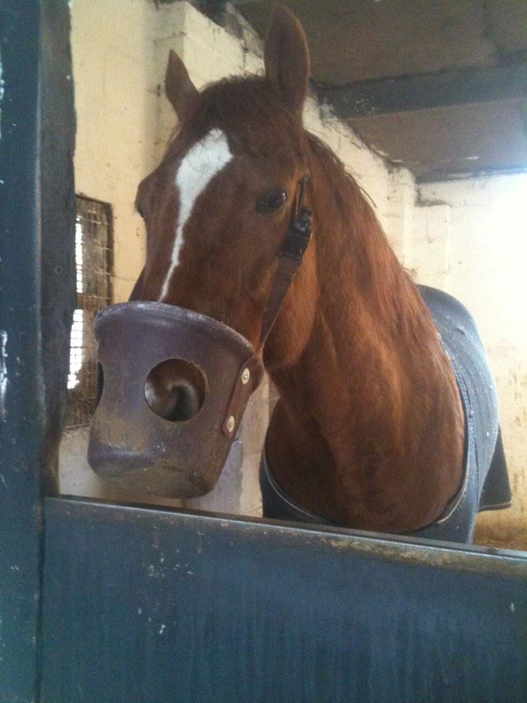 DaniACMorgan87's tweet photo. If anyone knows the whereabouts of Arc Bleu, owned by PJ McGee &amp; trained by AJ Martin, I would love to know how he is http://t.co/75X55J2X28