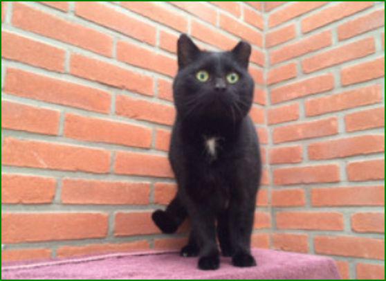 GEVONDEN: KAT
ex-kater, vnl zwart #OOSTERHESSELEN #DR Kamp #DHgev 29/12/14 facebook.com/DeHerenigingDr…