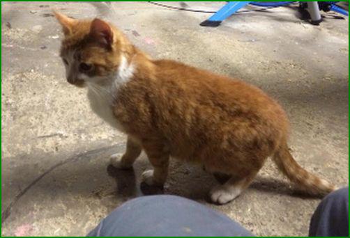 GEVONDEN: KAT
kater, rood/wit #NIEUW_WEERDINGE #DR Weerdingerkanaal #DHgev 11/1/15 facebook.com/DeHerenigingDr…