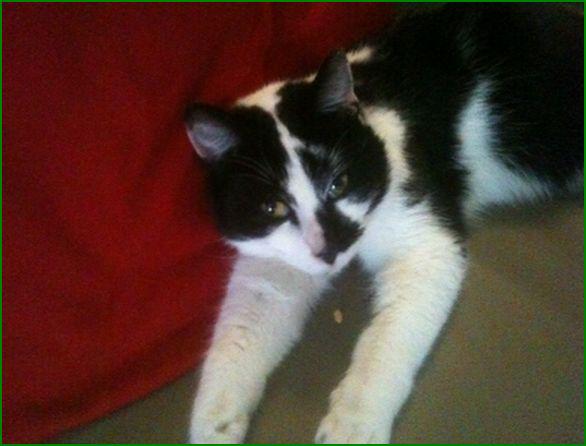 GEVONDEN: KAT
poes, wit/zwart #WATEREN #DR Schurerslaan #DHgev 9/1/15 facebook.com/DeHerenigingDr…