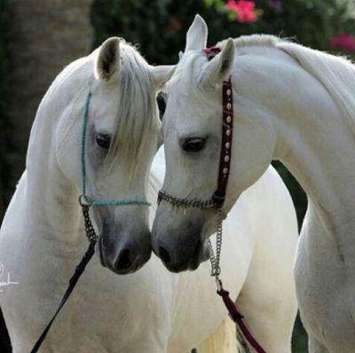 الحب سكن قلبي ♥