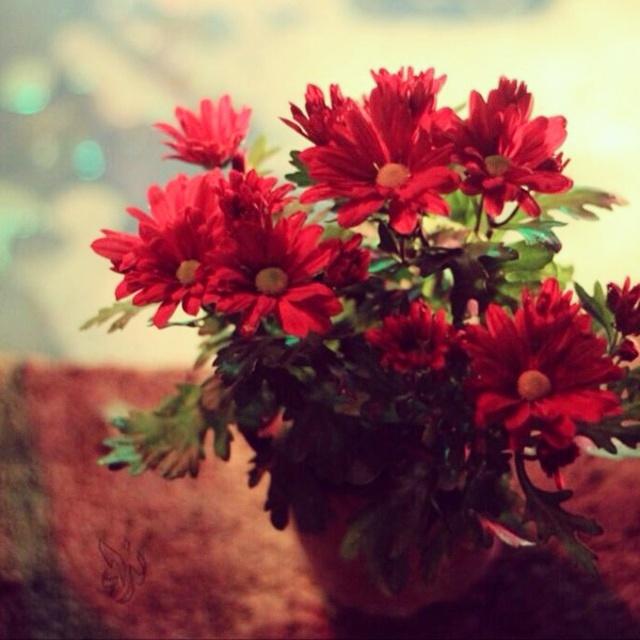 4idabalan's tweet photo. http://t.co/rhOcXNMmml