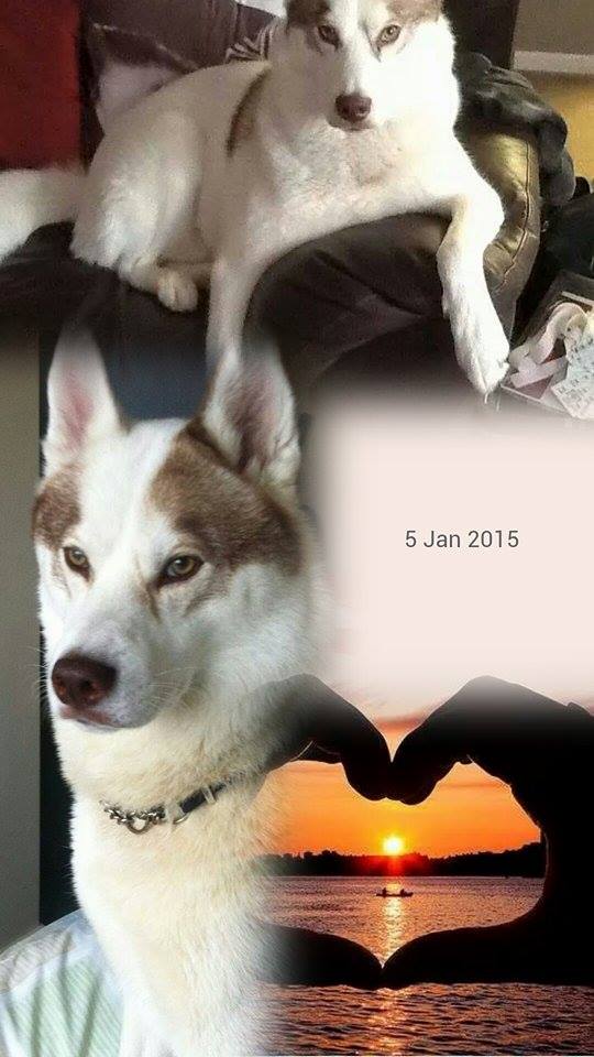 ReedLyndsey's tweet image. Murphy needs to be home now it's cruel who ever has him give him back to his  owners#GetMurphyHome 💂💂#murphysarmy💂💂