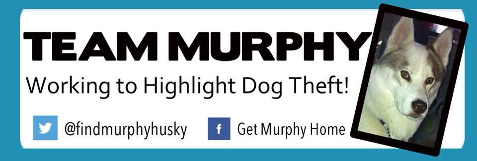 ReedLyndsey's tweet image. Murphy needs to be home now it's cruel who ever has him give him back to his  owners#GetMurphyHome 💂💂#murphysarmy💂💂