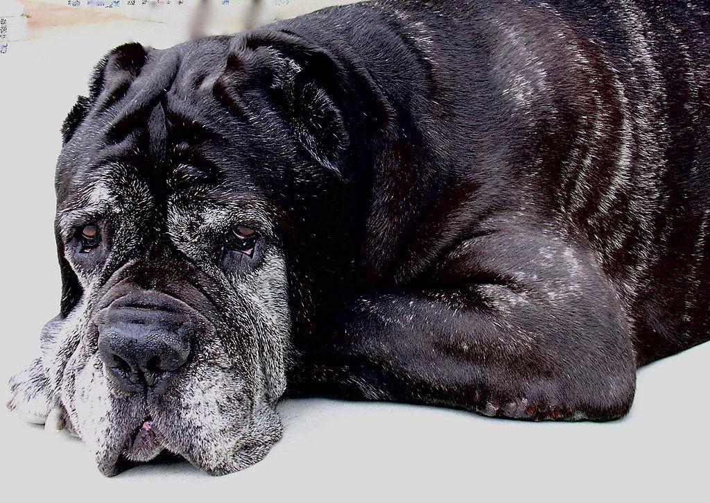 TheDogsRoom's tweet image. Best Reasons to Adopt an Older Dog for Your Family - bit.ly/1wiUeGs
