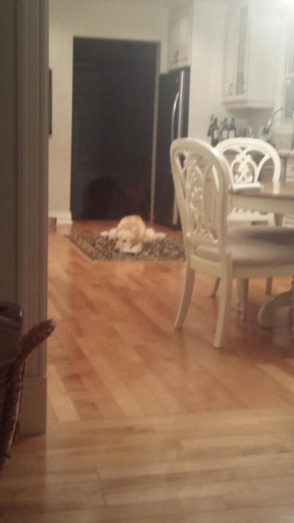 chapeauboy's tweet image. On a cold day like this...we all need some down time...# happy girl #coldpints