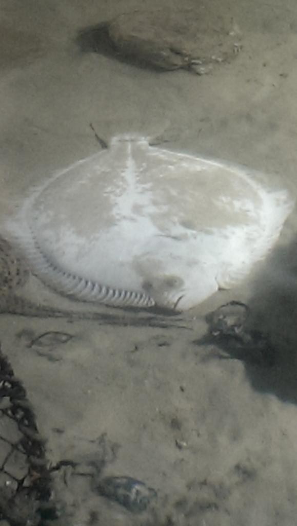 Jopplecroft's tweet photo. How does this fish survive natural selection? http://t.co/4mszct6tXD