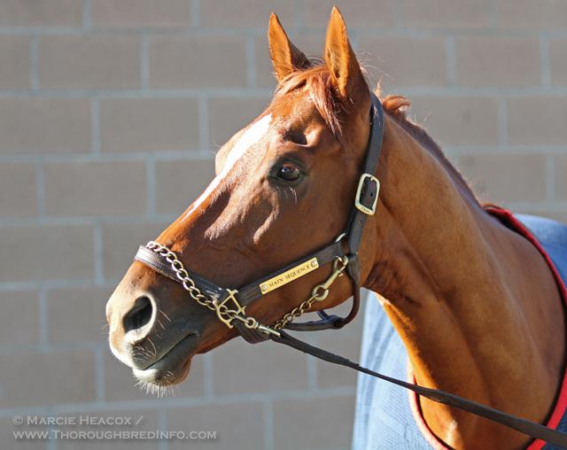 ThorobredInfo's tweet image. Congratulations to the 2014 Champion Older Male: #MainSequence! #EclipseAwards