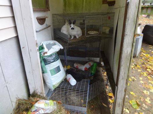GSKWatchdog's tweet photo. Photos taken of dead rabbits at #GriffinShepherdKennels in Hyannis, MA. #StopGSK #AnimalCruelty #AnimalAbuse http://t.co/7s8EQzkcpN
